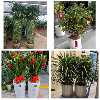 黄冈市黄州区团风红安罗田县同城花店送开业乔迁绿植发财树幸福树