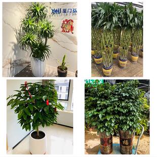 送宜昌市猇亭区夷陵区远安县花卉店同城配送开业绿植发财树幸福树