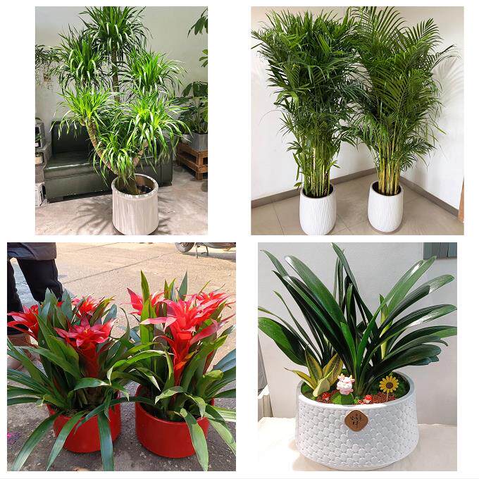 开业乔迁绿植发财树绿萝威海市环翠文登区荣成乳山市同城花店配送