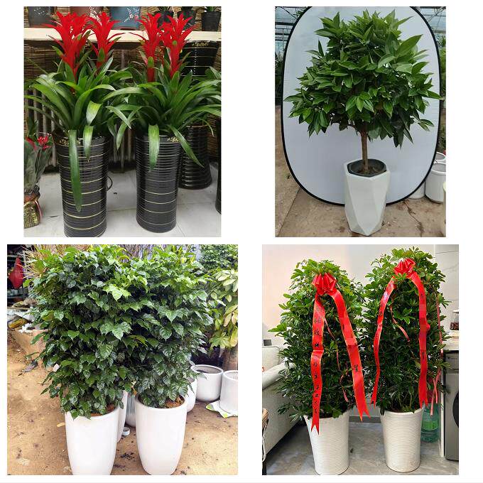 北京石景山区广宁五里坨鲁谷同城绿植店送发财树幸福树开业入新居