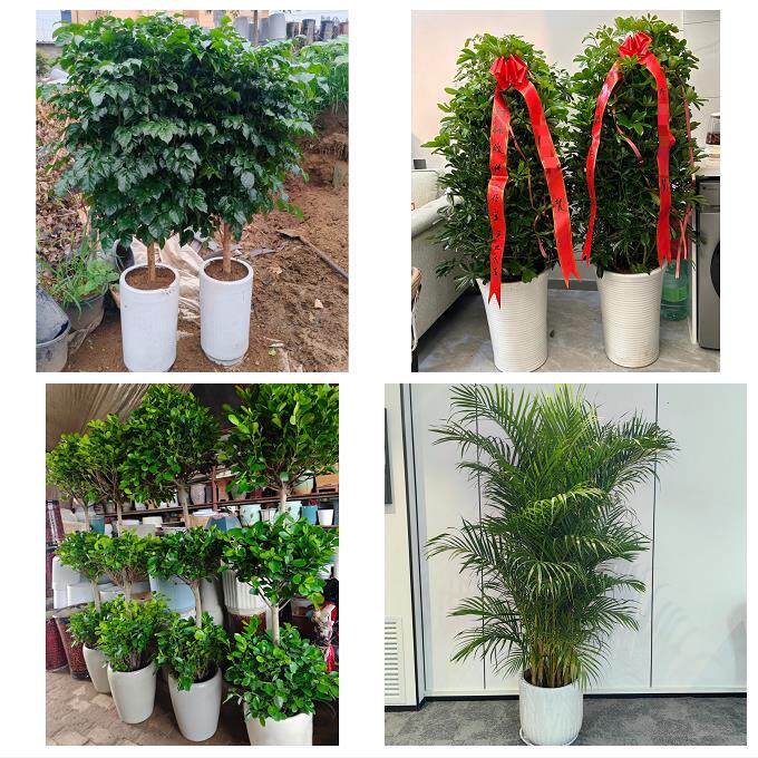 中卫市沙坡头区中宁县海原县同城绿植店送发财树幸福树开业入新居