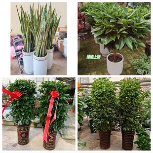 肇庆封开德庆县高要区四会市同城绿植花店公司开业送发财树金钱树