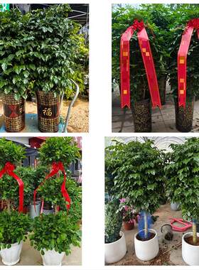 湖南益阳市资阳区赫山区南县花卉店同城配送开业绿植发财树幸福树