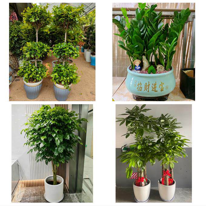 防城港港口防城区上思县东兴同城绿植花店公司开业送发财树金钱树