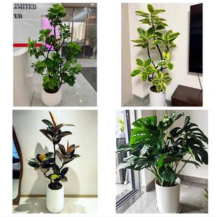 送周口市沈丘县郸城县淮阳县同城绿植花店公司开业送发财树金钱树