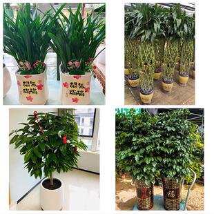 长治市城区郊区长治县襄垣县花卉店同城配送开业绿植发财树幸福树