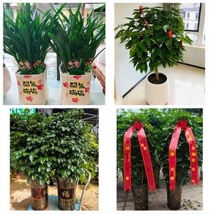 长治武乡县沁县沁源县潞城市花卉店同城配送开业绿植发财树幸福树
