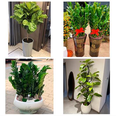 铁岭市银州清河区铁岭西丰县花卉店同城配送开业绿植发财树幸福树