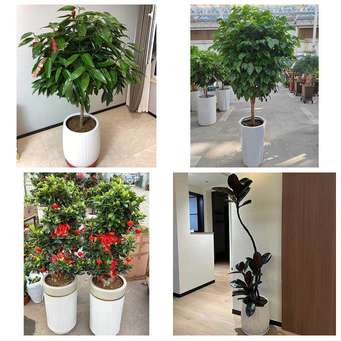 开业乔迁绿植发财树绿萝淮安市淮安淮阴清江浦洪泽区同城花店配送