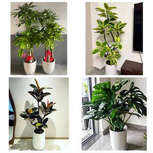 送盐城市响水县滨海县阜宁县同城绿植花店公司开业送发财树金钱树