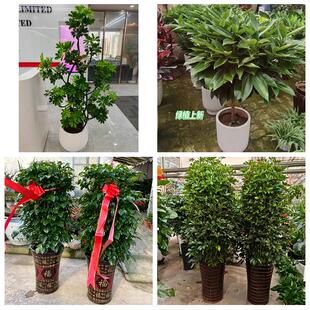 固原市原州区西吉隆德泾源县同城绿植花店公司开业送发财树金钱树