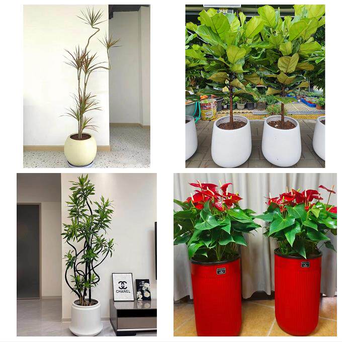 送内蒙古赤峰市宁城县敖汉旗同城花店送开业乔迁绿植发财树幸福树