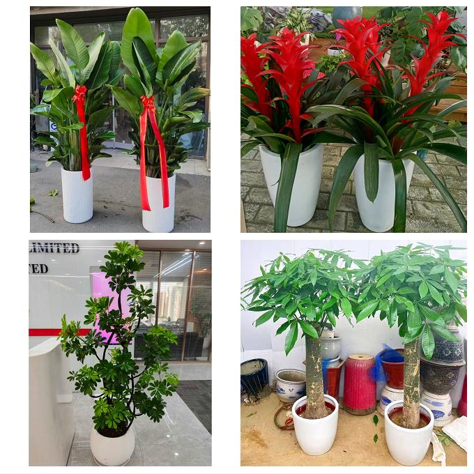上海市普陀区长风新村长寿路同城绿植花店公司开业送发财树金钱树