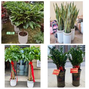 龙岩市新罗永定区长汀上杭县同城绿植花店公司开业送发财树金钱树
