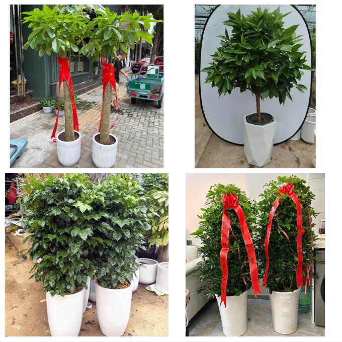 晋中市榆次区榆社左权和顺县同城绿植店送发财树幸福树开业入新居