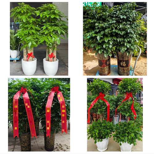 送澄迈县临高县陵水县保亭县花卉店同城配送开业绿植发财树幸福树