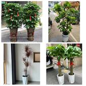 开业乔迁绿植发财树绿萝宿迁宿城宿豫区沭阳泗阳泗洪同城花店配送