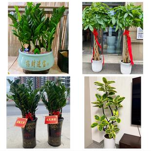 双鸭山市集贤友谊宝清饶河县同城绿植花店公司开业送发财树金钱树