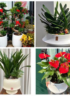 黔西南晴隆贞丰望谟册亨安龙同城绿植花店公司开业送发财树金钱树
