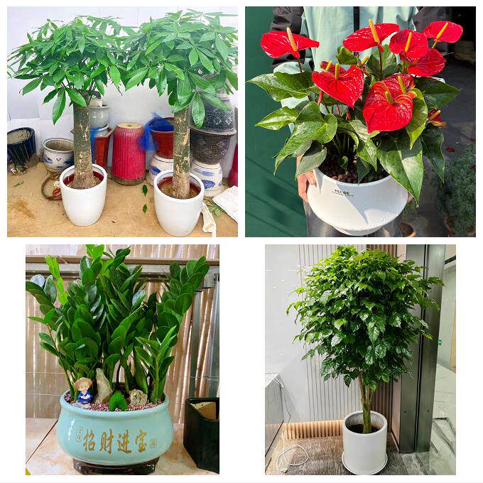 唐山市丰南丰润区滦县滦南县同城绿植花店公司开业送发财树金钱树 - 实物图