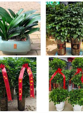 保定市竞秀区莲池满城清苑区花卉店同城配送开业绿植发财树幸福树