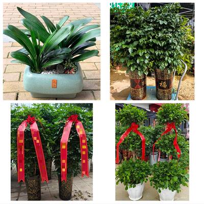 保定市竞秀区莲池满城清苑区花卉店同城配送开业绿植发财树幸福树