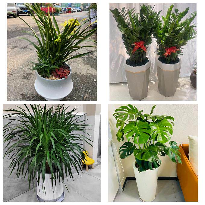 开业乔迁绿植发财树绿萝贵港港北港南覃塘区平南桂平同城花店配送