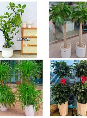 开封市龙亭顺河回族区鼓楼区同城花店送开业乔迁绿植发财树幸福树