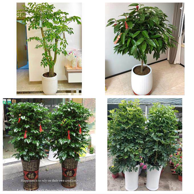 开业乔迁绿植发财树绿萝送鸡西市鸡东县虎林市密山市同城花店配送