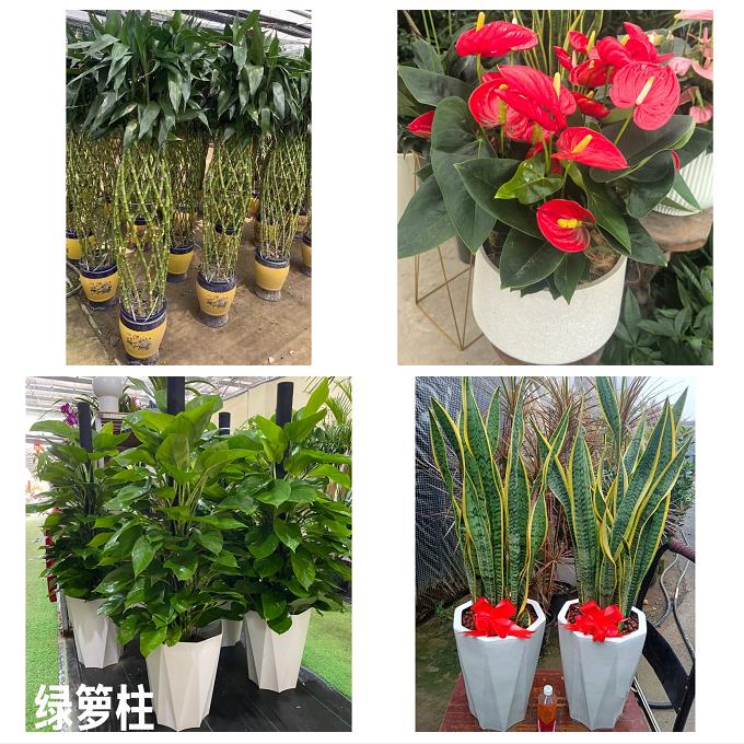 送武汉市武昌区青山区洪山区花卉店同城配送开业绿植发财树幸福树