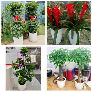 保定市涞水阜平徐水区定兴县同城绿植花店公司开业送发财树金钱树