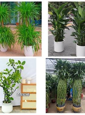 哈尔滨市双城区依兰县方正县同城花店送开业乔迁绿植发财树幸福树