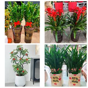 大理州弥渡南涧巍山县永平县花卉店同城配送开业绿植发财树幸福树