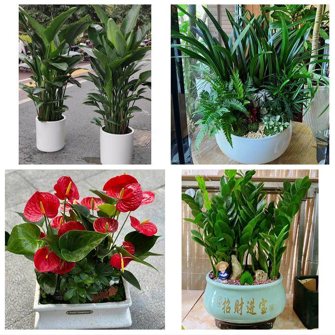 漳州市漳浦诏安长泰县东山县同城花店送开业乔迁绿植发财树幸福树