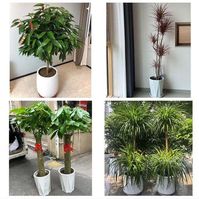 开业乔迁绿植发财树绿萝上海市奉贤区南桥奉城庄行镇同城花店配送