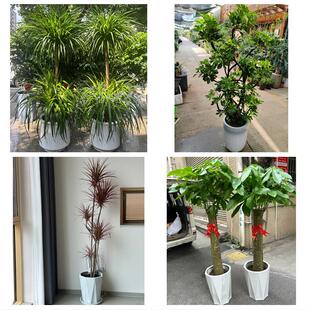 开业乔迁绿植发财树绿萝承德市隆化丰宁县宽城围场县同城花店配送