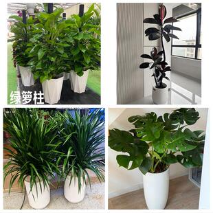 铜陵市铜官义安区郊区枞阳县花卉店同城配送开业绿植发财树幸福树