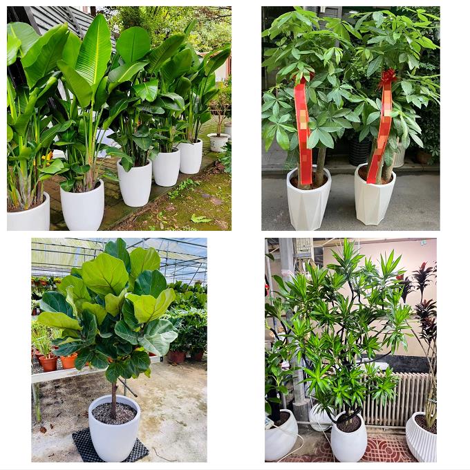 送漳州市芗城区龙文区云霄县绿植店同城配送公司开业发财树绿萝柱