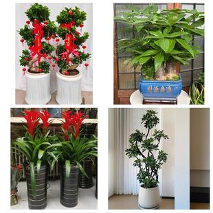 巴中巴州恩阳区通江南江平昌同城绿植店送发财树幸福树开业入新居