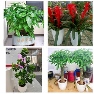 重庆市綦江大足区渝北巴南区同城绿植花店公司开业送发财树金钱树