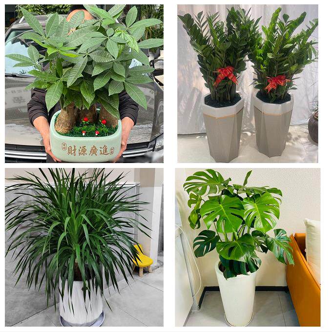 开业乔迁绿植发财树绿萝东莞市东城南城万江莞城街道同城花店配送