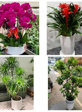 开业乔迁绿植发财树绿萝北京市东城东华门景山交道口同城花店配送