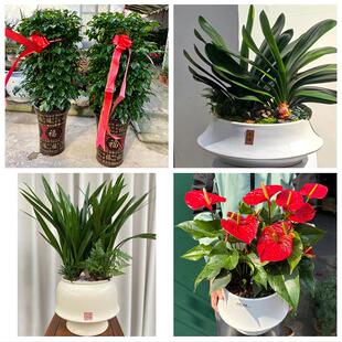 河南信阳市潢川县淮滨县息县同城绿植花店公司开业送发财树金钱树