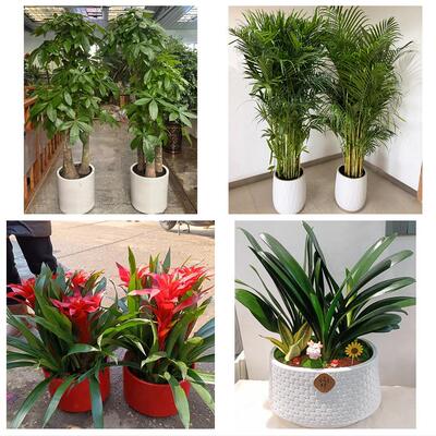 开业乔迁绿植发财树绿萝庆阳市西峰区庆城华池县环县同城花店配送