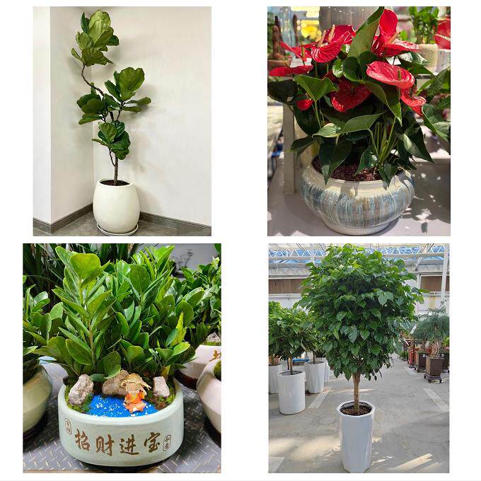 开业乔迁绿植发财树绿萝送广安市广安区前锋区岳池县同城花店配送