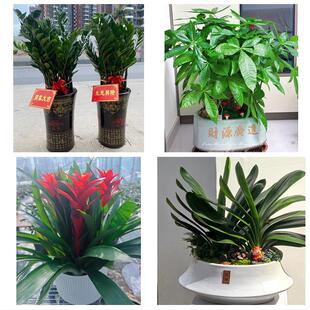毕节七星关区大方黔西金沙县同城绿植花店公司开业送发财树金钱树