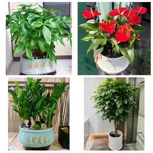 送绵阳市北川县平武县江油市同城绿植花店公司开业送发财树金钱树