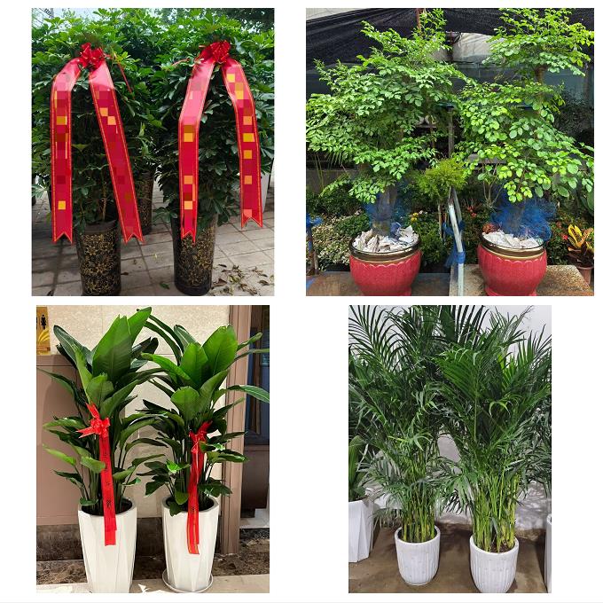 张家口市沽源尚义蔚县阳原县花卉店同城配送开业绿植发财树幸福树 - 实物图
