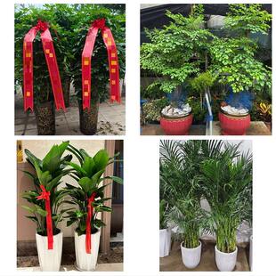 张家口市沽源尚义蔚县阳原县花卉店同城配送开业绿植发财树幸福树