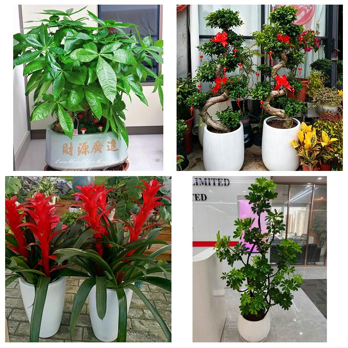 重庆市江津黔江区长寿合川区同城绿植花店公司开业送发财树金钱树